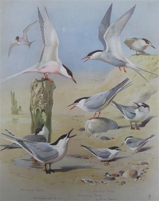 Thorburn, Archibald - British Birds, Longmans, Green & Co. 1916, 4 vols, 4to